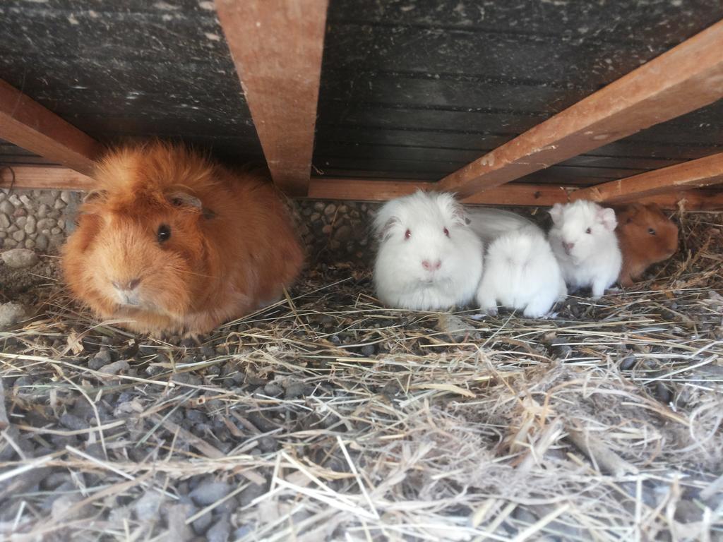 Ferienwohnungen Niederhof ラナ エクステリア 写真